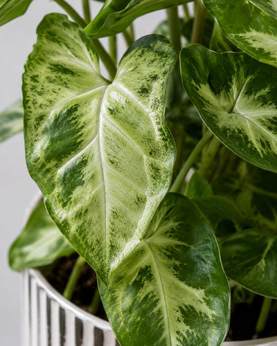 Syngonium Pixie