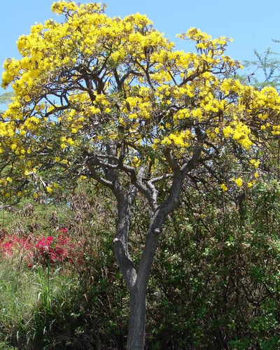 Caribbean Trumpet Tree Tree Of Gold Silver Trumpet Tree