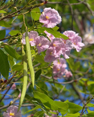 Tabebuia Rosea Rosy Trumpet Tree Pink Trumpet Tree Poui - Souq Garden