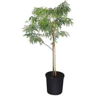 Tamarind Tree