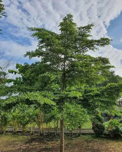Terminalia Arjuna medicinal tree Ayurvedic heritage plant for Dubai UAE villa gardens