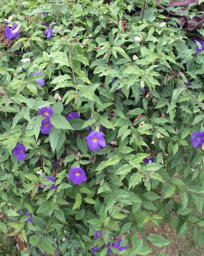 Thunbergia Erecta - Souq Garden