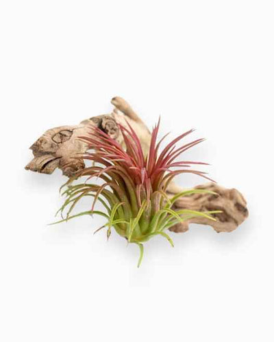 Tillandsia Ionantha Red – Air Plant