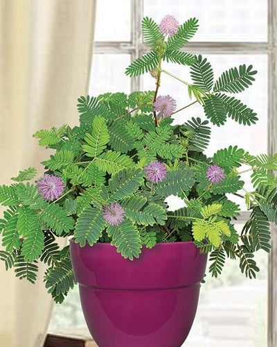 Touch Me Not Mimosa Pudica