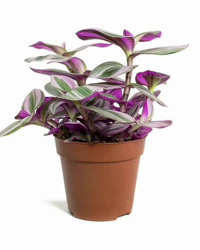 Tradescantia Nanouk Spiderwort