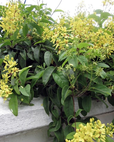 Australian Gold Vine Tristellateia Australasiae - Souq Garden