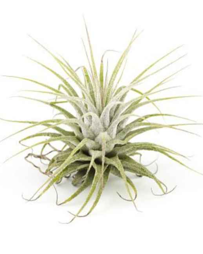 Tillandsia Ionantha