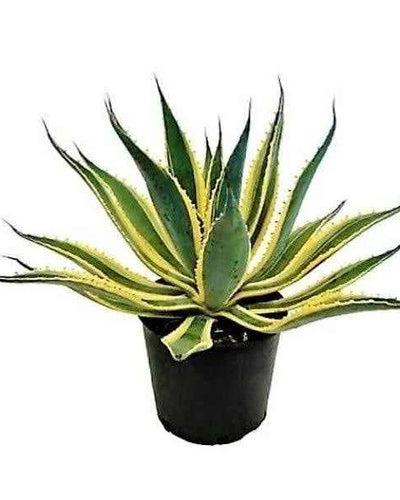 Variegated Agave Americana