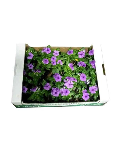 Vinca