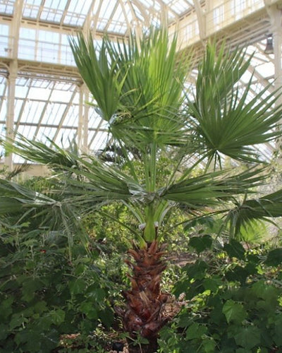 Mexican Washingtonia