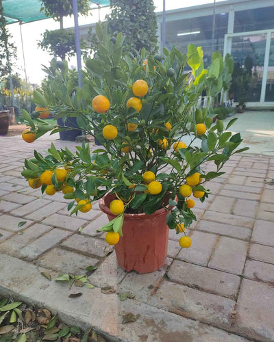 Calamansi