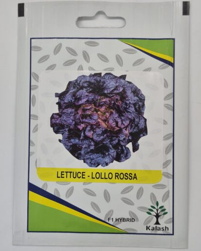 Lettuce Romana Larga Rubia Galacia - Souq Garden