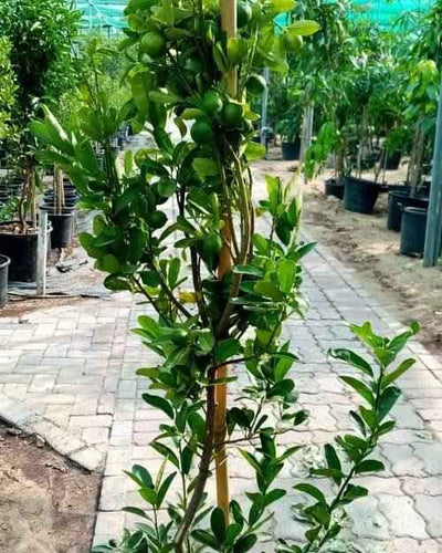 Lemon Tree
