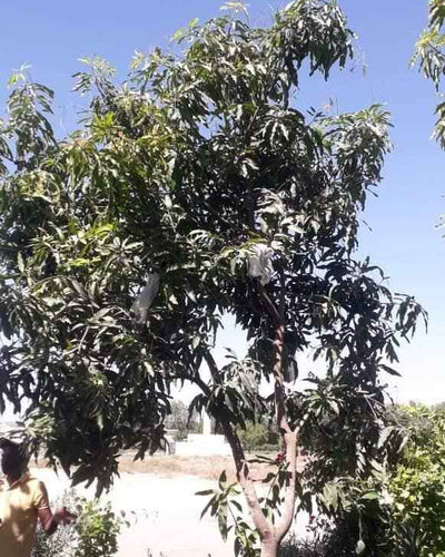Mango Pakistan – Chaunsa