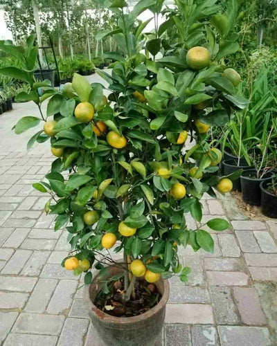 Orange Tree Citrus Sinensis
