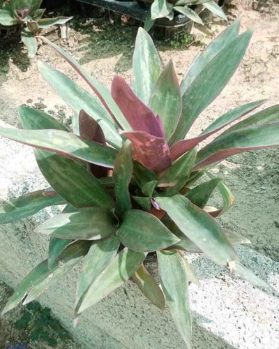 Rhoeo – Tradescantia Spathacea
