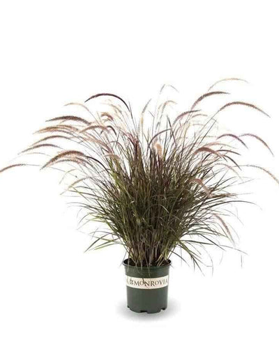 Pennisetum Grass