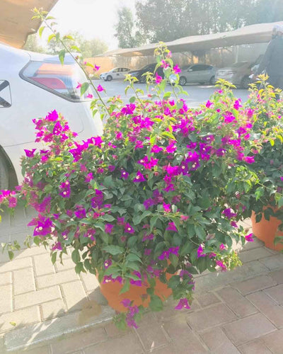 Bougainvillea Bushy