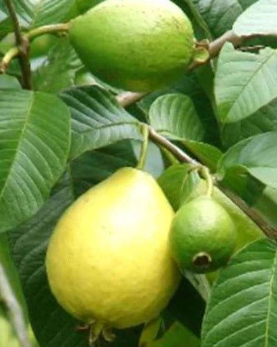 Guava