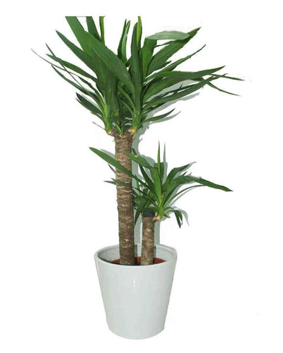Yucca Indoor