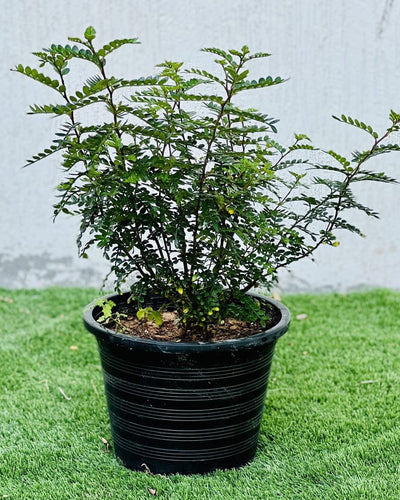 Lemon Pepper Zanthoxylum