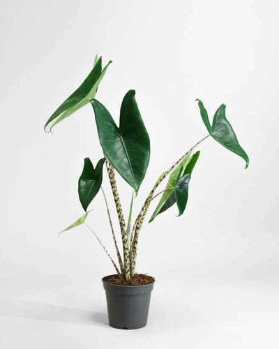 Alocasia Zebrina