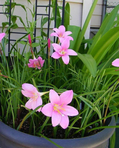 Rain Lily Zephyranthes Rosea