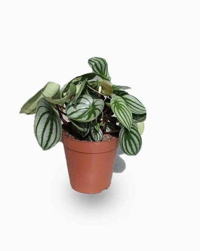 Watermelon Peperomia