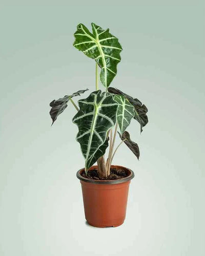 Alocasia Polly (Alocasia Elephant Ear)