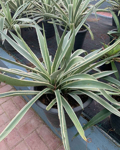 Agave Americana Marginata