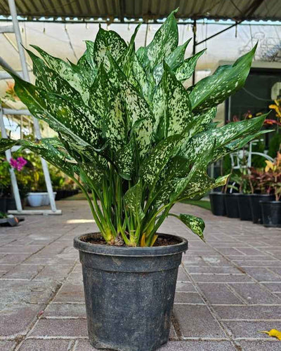 Aglaonema Snow White