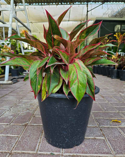 Aglaonema Red