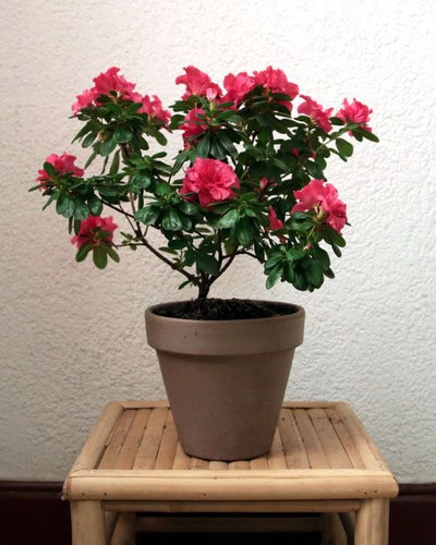 Azalea – Rhododendron Simsii