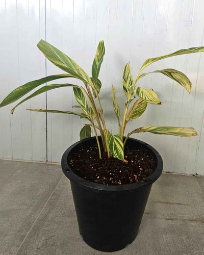 Alpinia Zerumbet