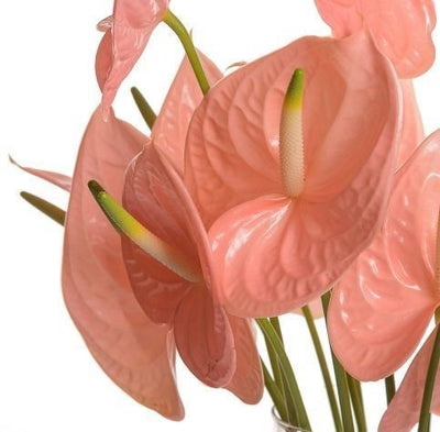Anthurium Peach – 30cm-40cm