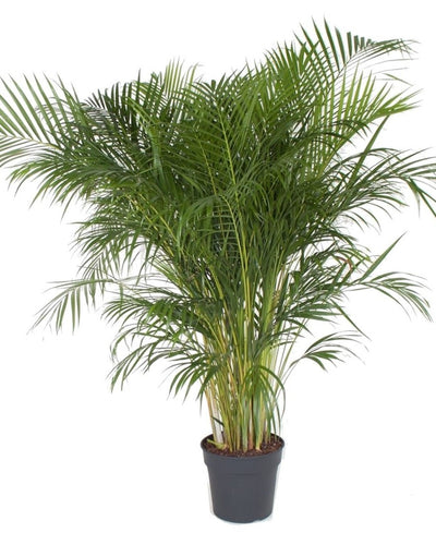 Areca Palm Thailand