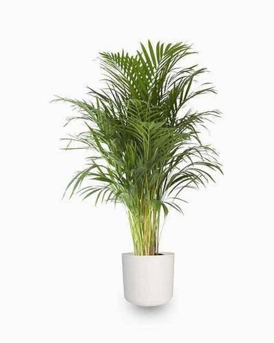 Areca Palm Holland