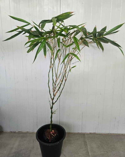 Bamboo Plant