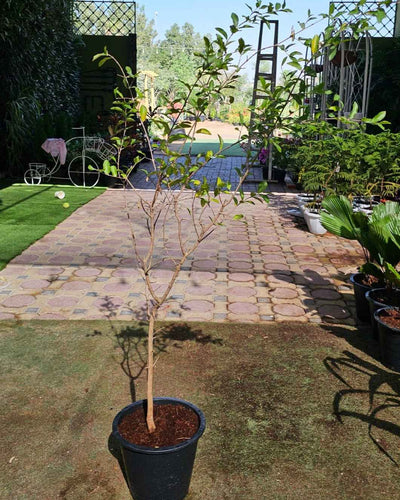 Barbados Cherry