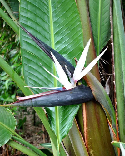 Giant White Bird of Paradise