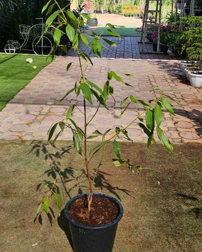 Biriyani Leaf Plant