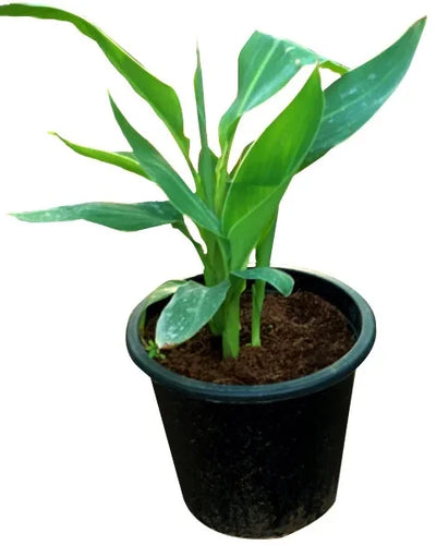 Canna Lilly – Canna Indica