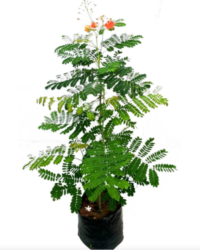 Caesalpinia – Peacock Flower
