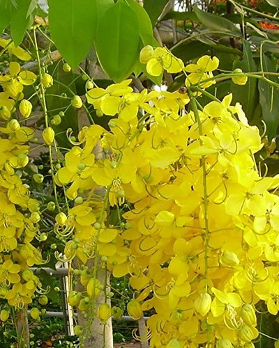 Golden Shower Tree Cassia Fistula - Souq Garden