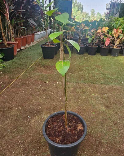 Cinnamon Plant