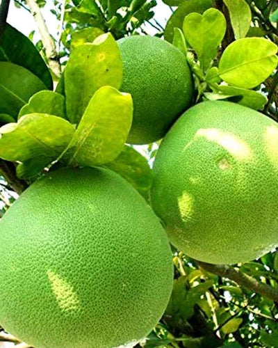 Pomelo Tree