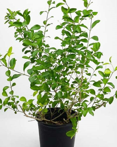 Indian Privet Clerodendrum Inerme
