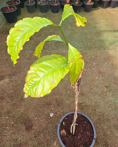 Coffee Plant
