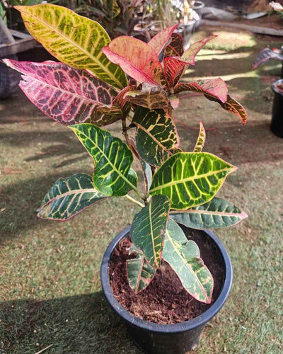 Croton Plant