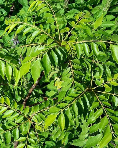 Curry Leaves